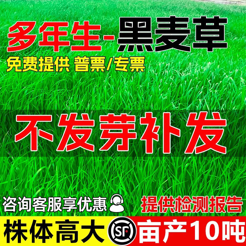 黑麦草种籽多年生四季高产型牧草种子畜牧养殖耐贫瘠鲜嫩多汁草籽