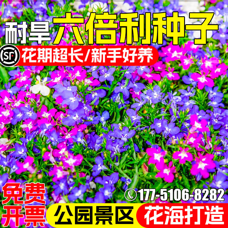 六倍利花种子半边莲翠蝶花花籽