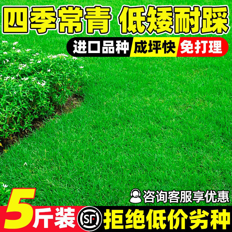 草坪草籽四季常青护坡狗牙根马尼拉矮生地毯草皮籽绿化黑麦草种子