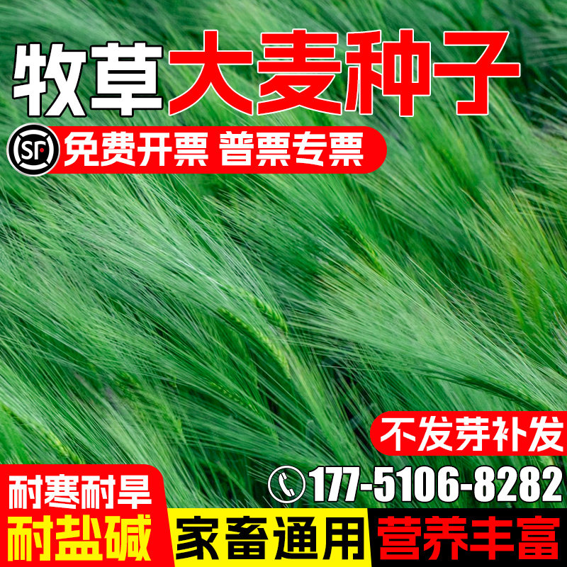 大麦种子四季高产家禽喜食高蛋白