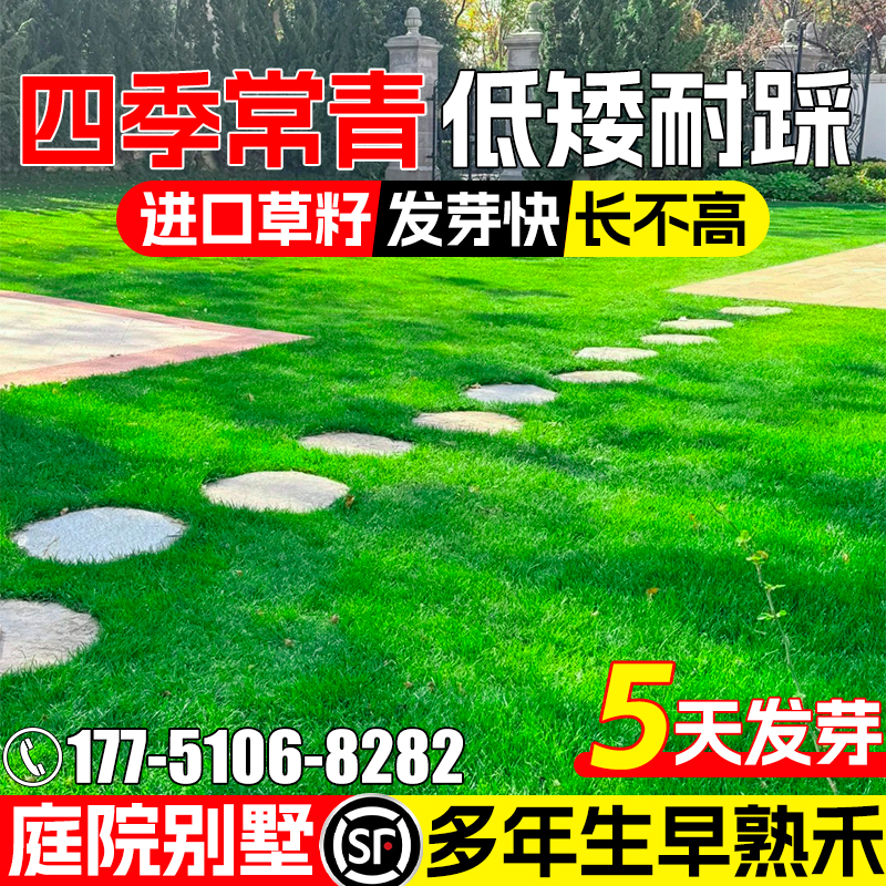早熟禾草坪草籽抗寒多年生绿化四季常青庭院别墅低矮耐践踏草种子