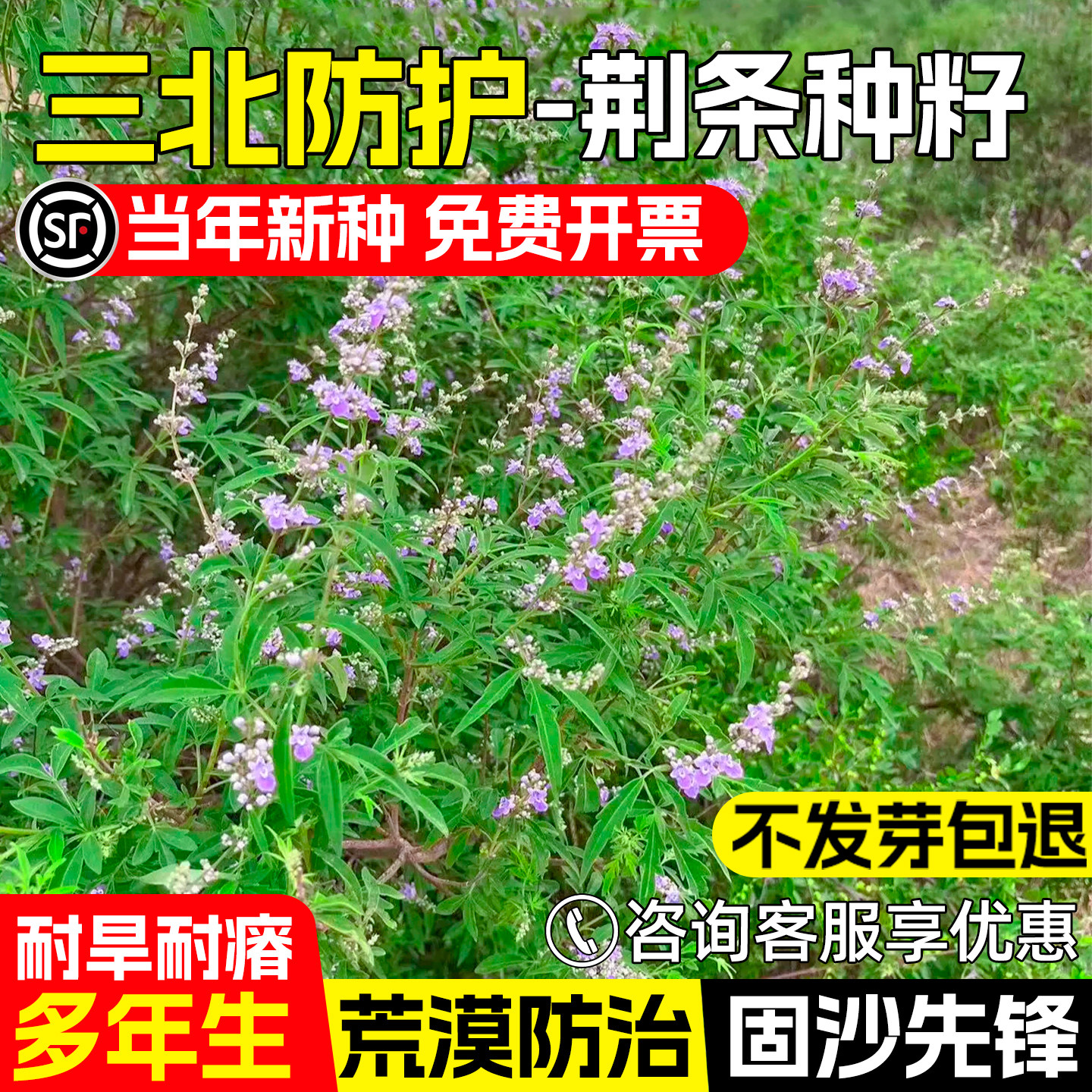 荆条种子护坡固土荒山边坡绿化