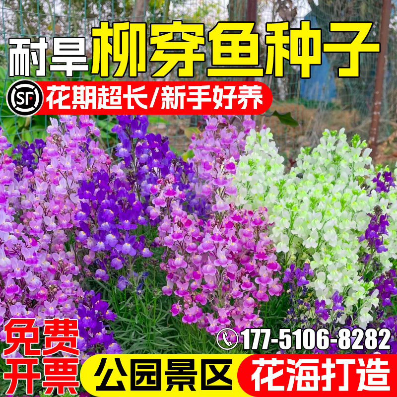 柳穿鱼花籽公园花海打造景观美化