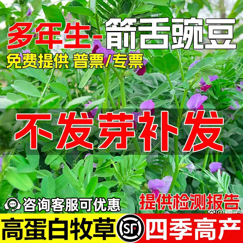 箭舌豌豆种籽果园绿肥多年生种子