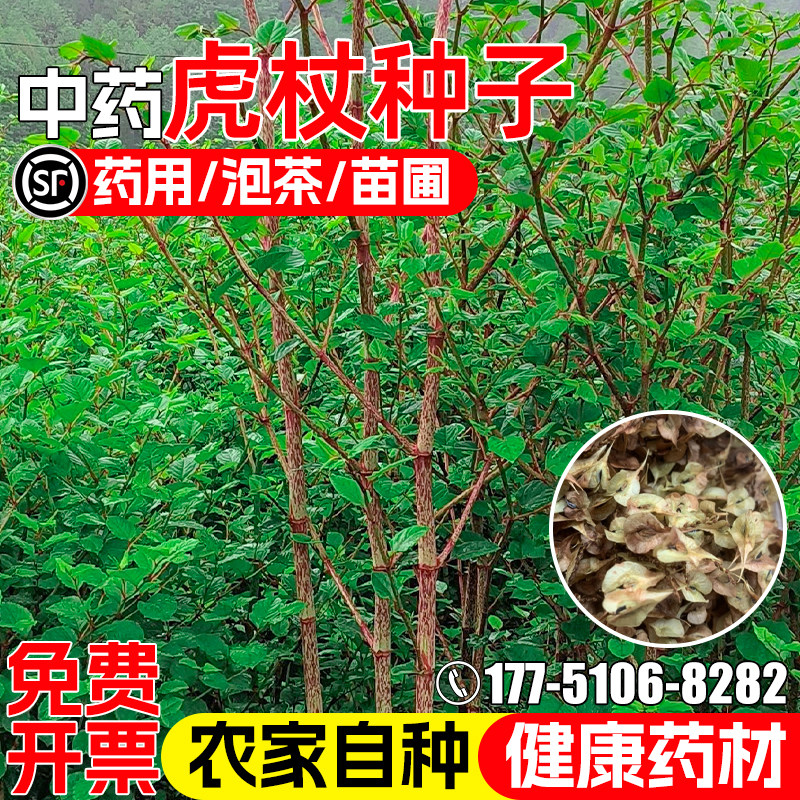 虎杖种子酸筒杆花斑杖中药材种子图片