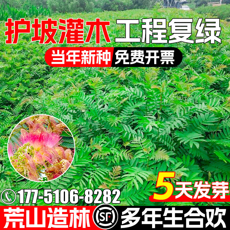 合欢种籽灌木草籽护坡固土草种子