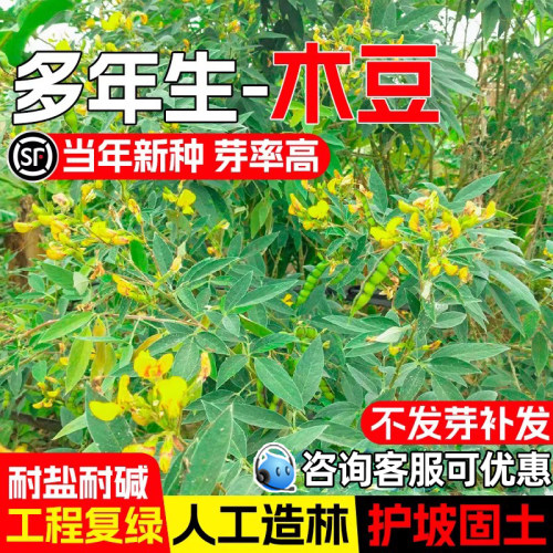 木豆种子灌木草籽护坡固土草种籽