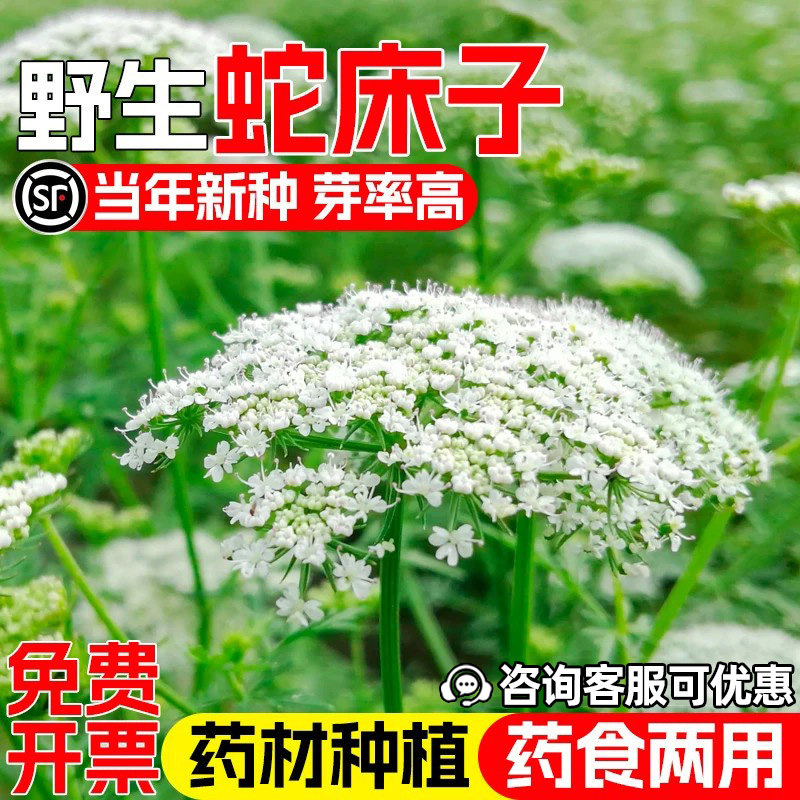 蛇床子种子耐贫瘠药食两用野茴香