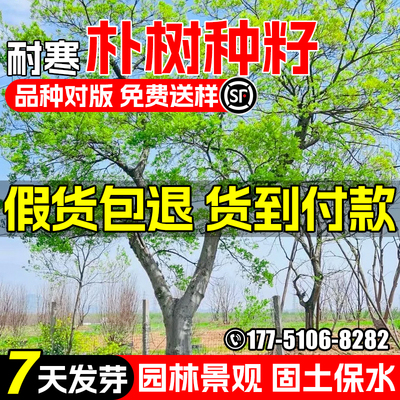 朴树种子大小叶朴树园林景观绿化
