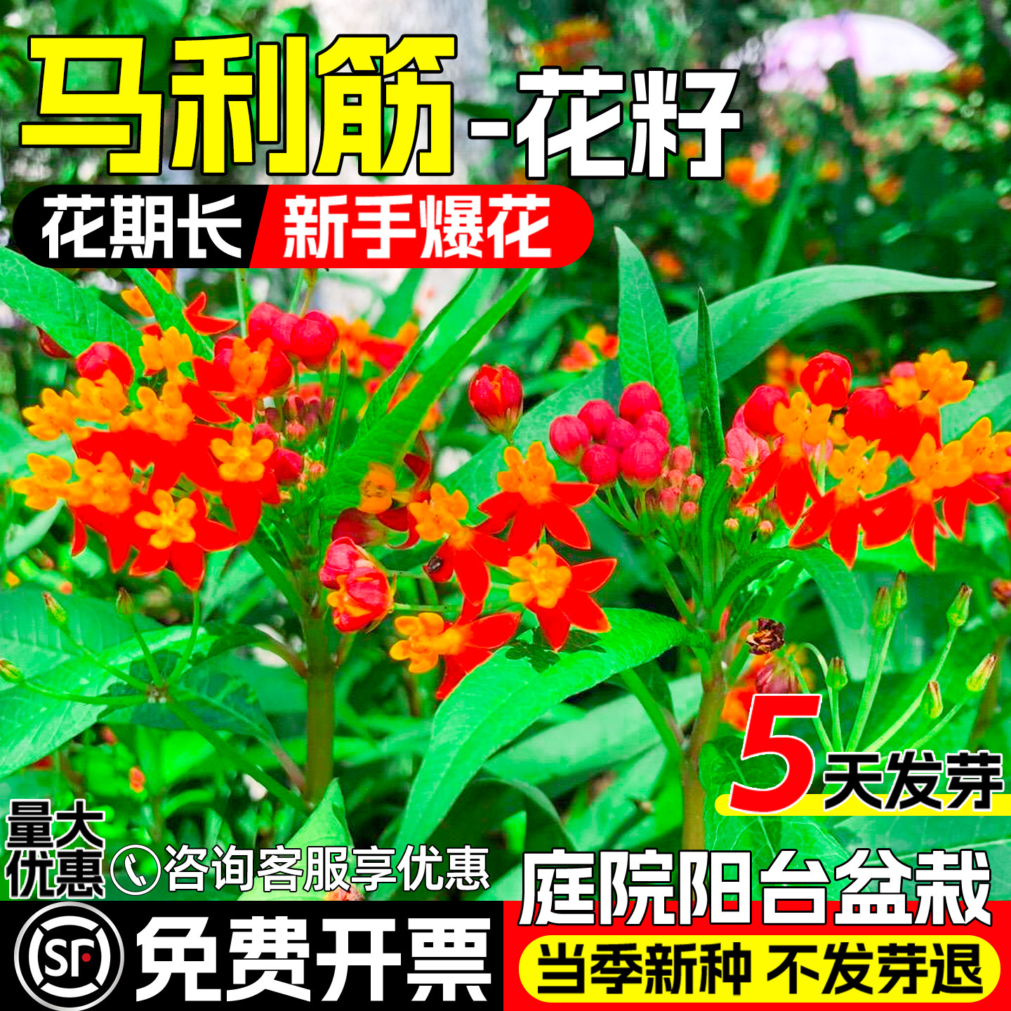 马利筋金凤花种子庭院盆栽阳台