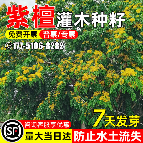 紫檀树种子水土保持绿化造景观赏