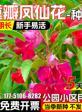 重瓣凤仙花种子四季播种公园小区民宿花海景观花籽野花组合花种子