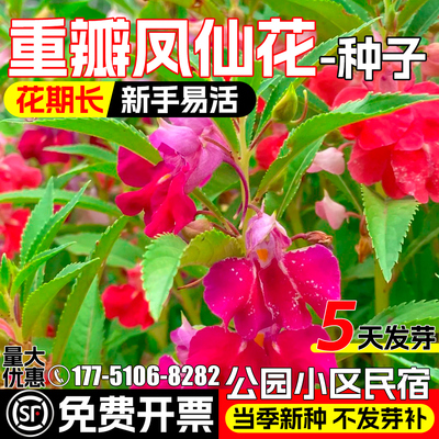 重瓣凤仙花种子四季播种重瓣花籽