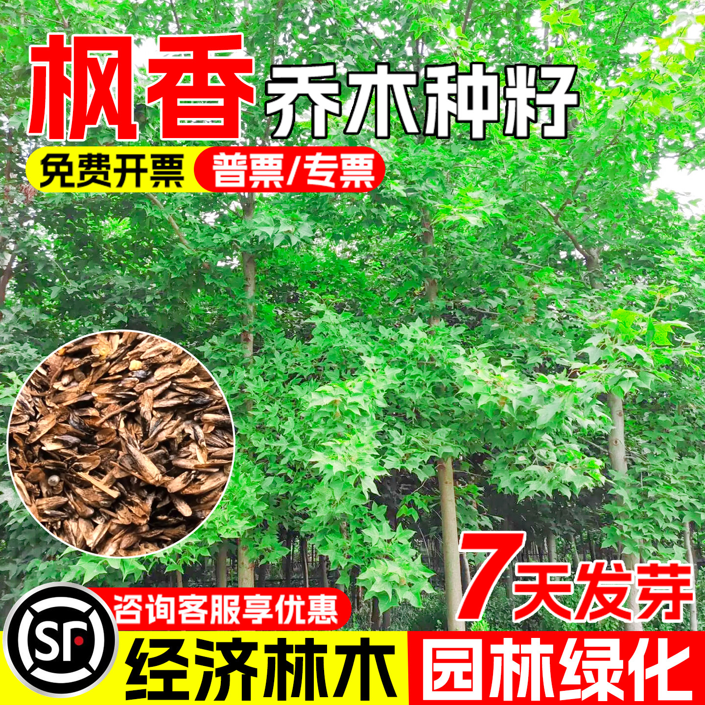 枫香枫树三角枫种子生态绿化观赏