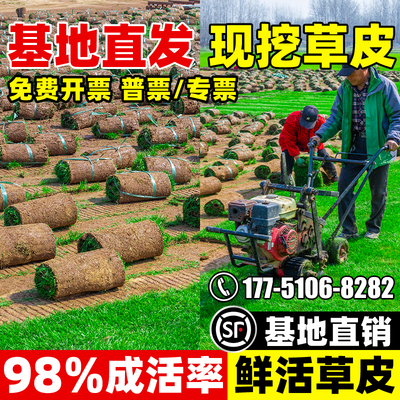 草皮真草坪马尼拉带泥土庭院别墅