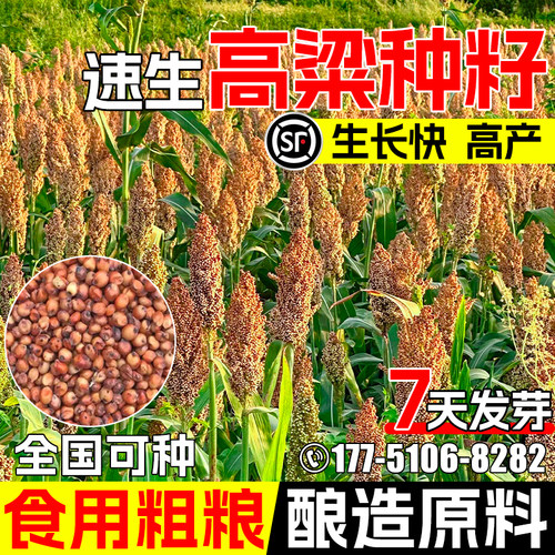 高粱种子五谷杂粮工业粮食酿酒