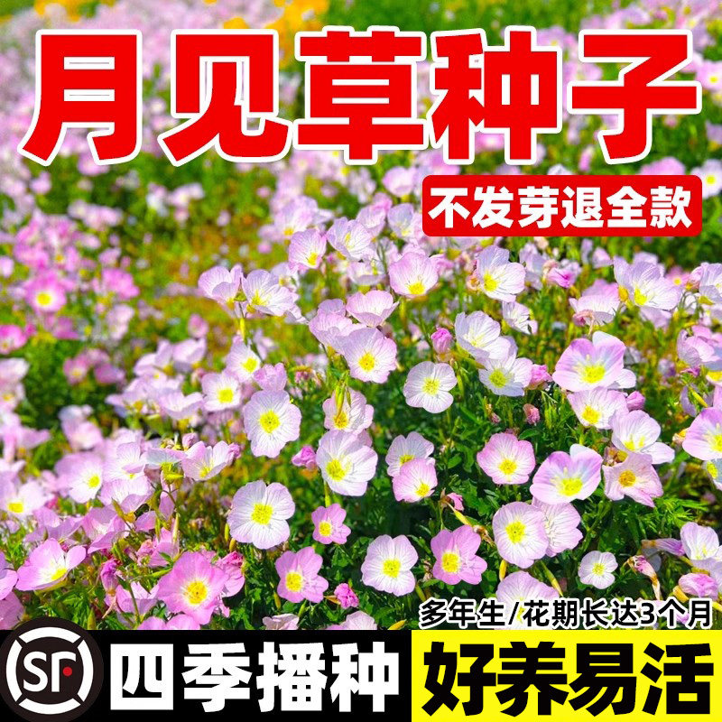 美丽月见草种子四季播种开花卉阳台庭院室外易活盆栽植物花种籽子