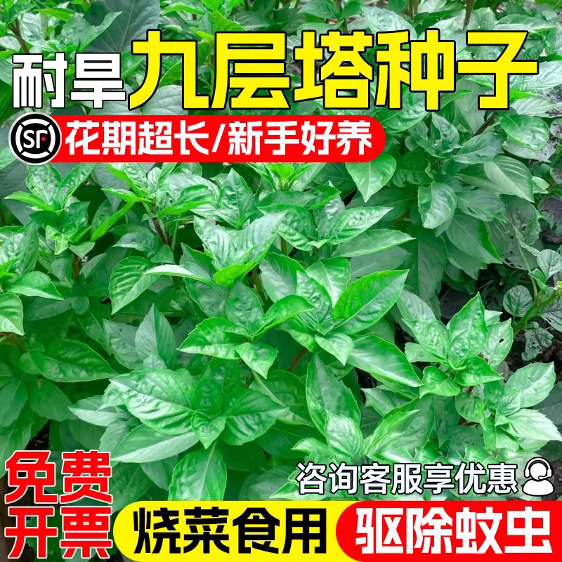九层塔种子食用罗勒香草金不换