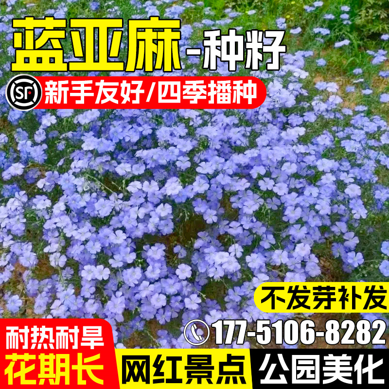 蓝花亚麻花种子室内盆栽庭院花籽