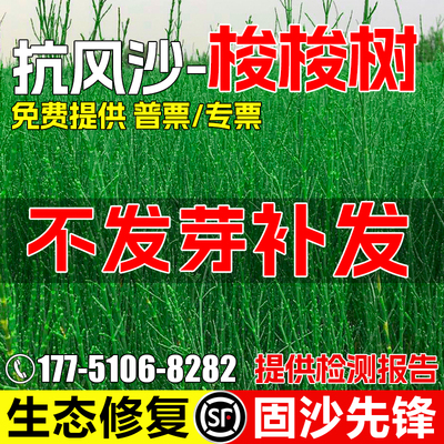 梭梭树种子防风固沙水土保持绿化