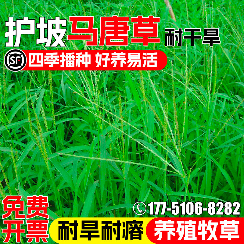 马唐草护坡固土草籽畜牧养殖牧草