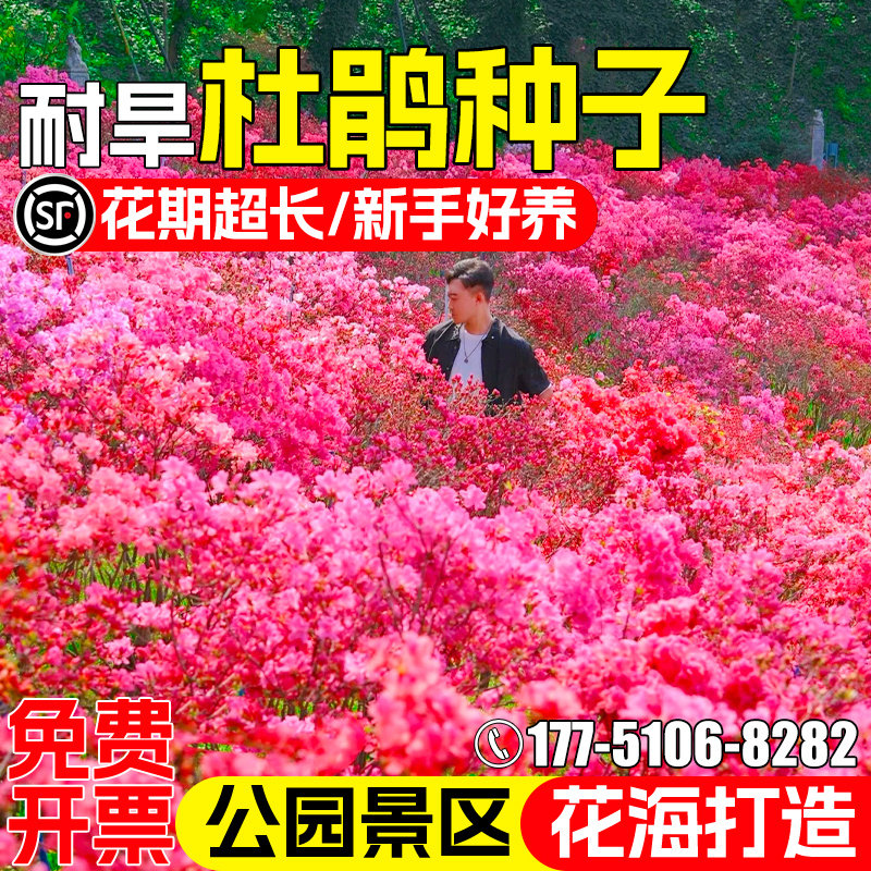 杜鹃花种子公园景区花海景观美化