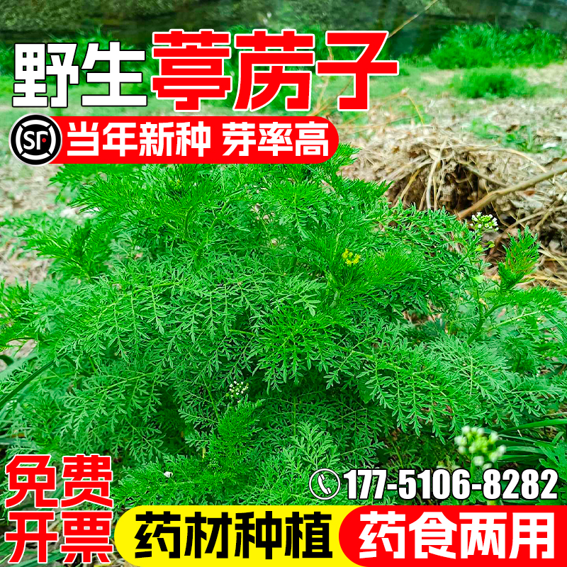 葶苈子云南野生中药材种籽苦葶苈