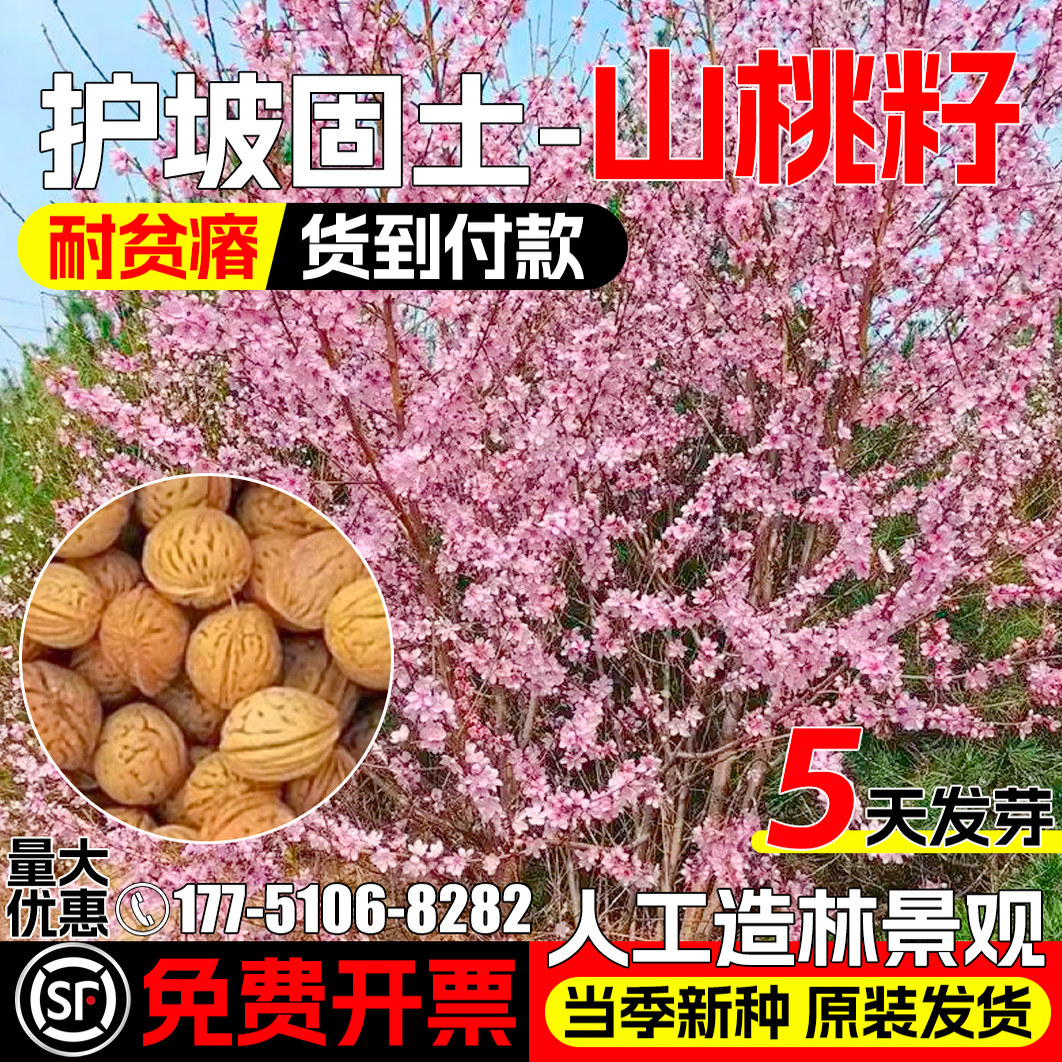 山桃树种子耐贫瘠护坡固土草籽人工造林景观绿化当年新采毛桃种籽