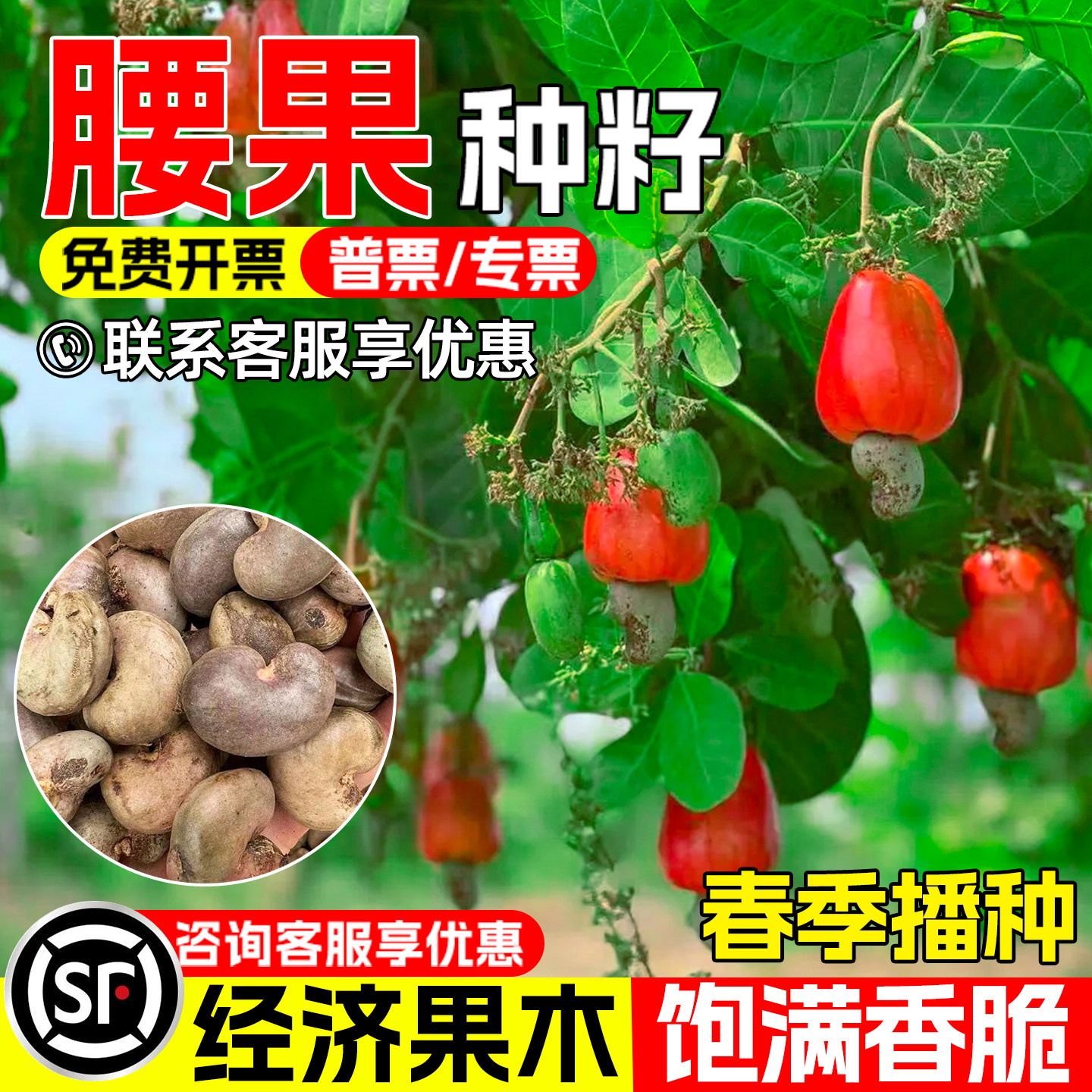 腰果种子早熟高产鸡腰果槚如树种
