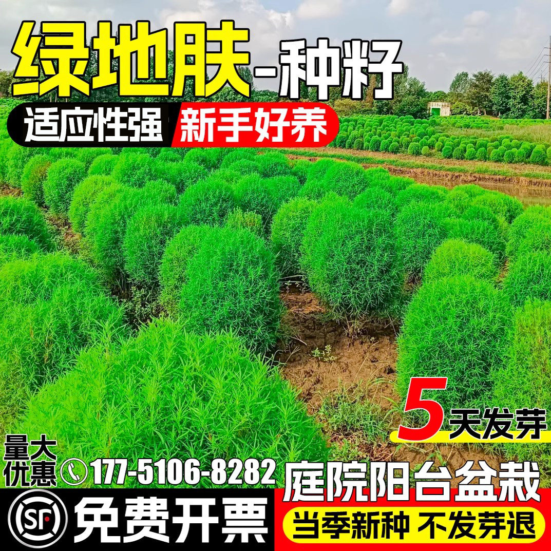 绿地肤种子扫帚草种籽红绿叶地麦