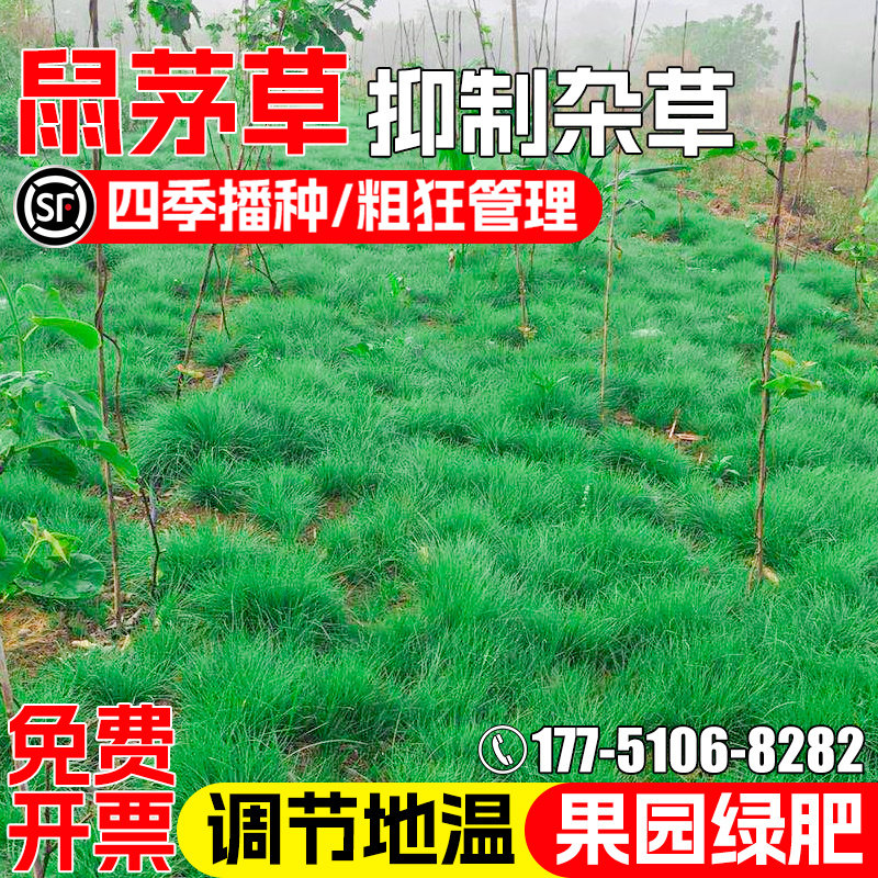 鼠茅草种子护坡固土改善土壤绿肥