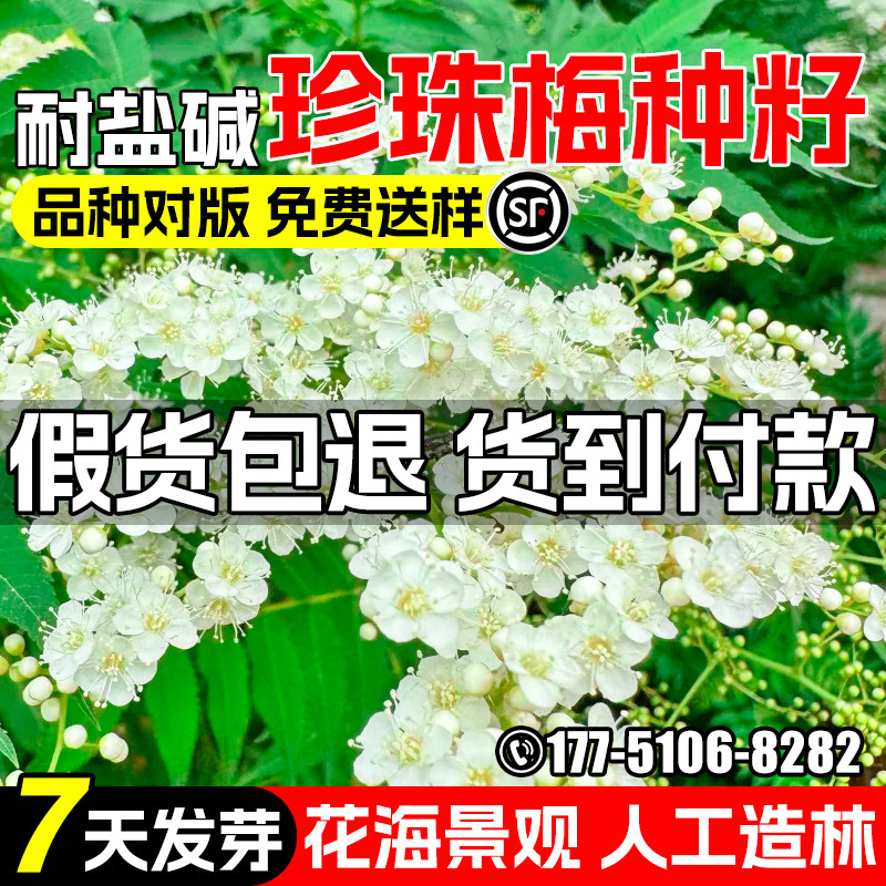 珍珠梅种子园林景观花海行道树