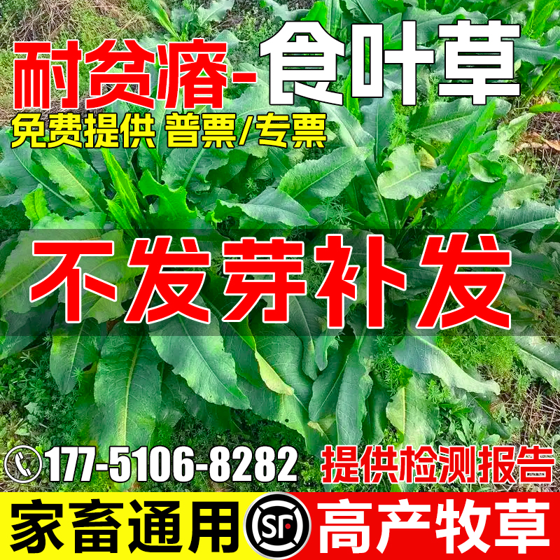 食叶草籽高产牧草家禽喜食高蛋白