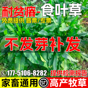 食叶草种子多年生耐贫瘠高产牧草种籽家禽喜食畜牧养殖高蛋白草籽