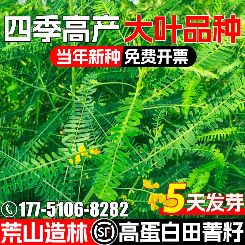 田菁种籽四季高产牧草果园绿肥