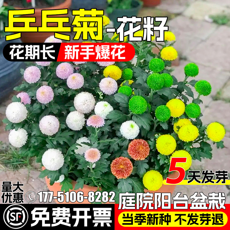 荷兰菊花种子重瓣紫苑翠菊花种籽