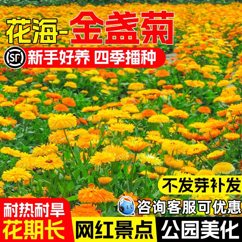 金盏菊种子重瓣大花野花组合花籽