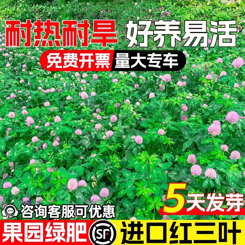 进口红三叶草种子耐寒耐旱四季常青果园绿肥草籽绿化白三叶草种籽
