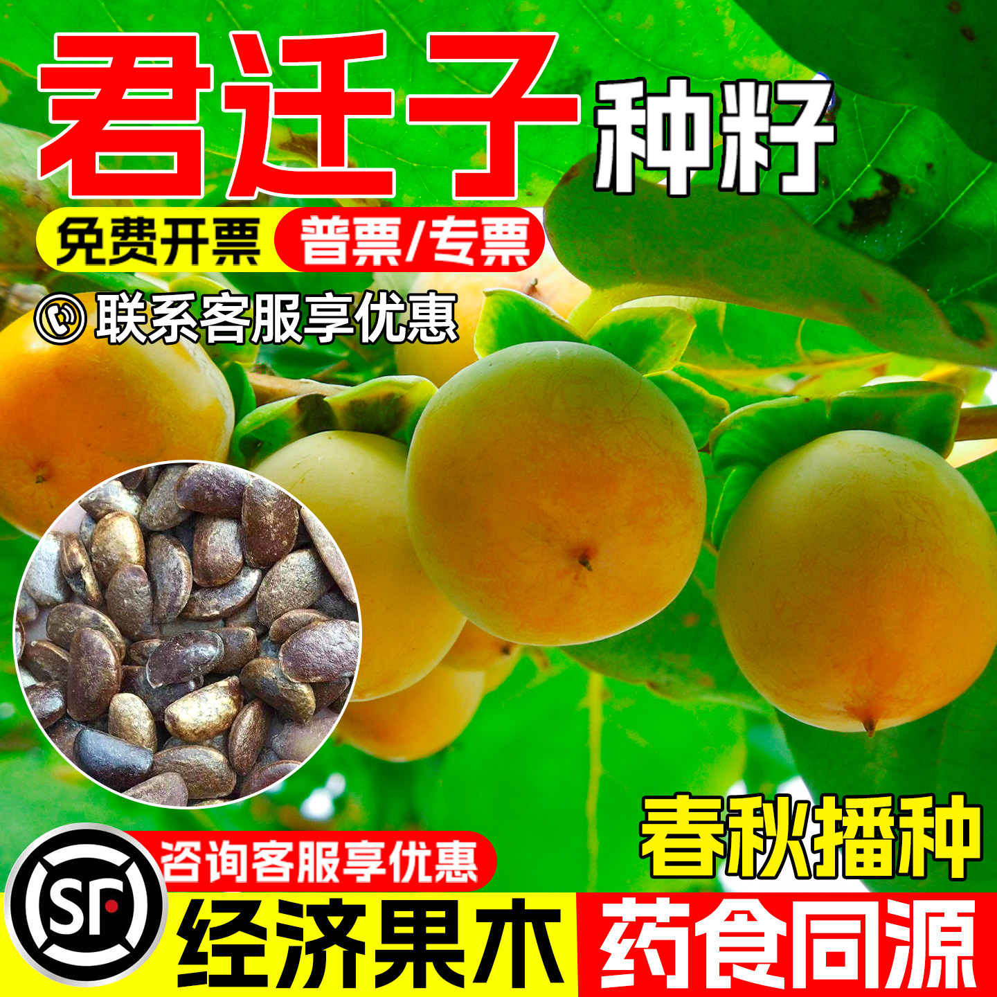 君迁子种子软枣黑枣野生柿子树苗