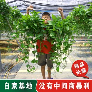 绿萝长藤款 室内大叶绿植绿萝特大号盆花卉盆栽新房卧室植物除甲醛
