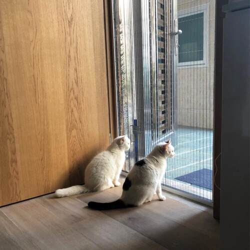 美雅纱窗防猫网抓门帘围栏推拉式伸缩养猫封窗网跳窗网折叠纱门