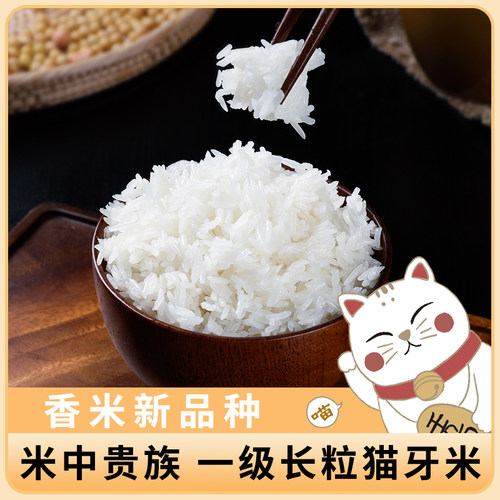 泰国猫牙米长粒香米大米5kg10kg2025年新米丝苗米茉莉煲仔饭