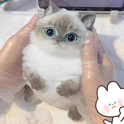 巨无霸仿真猫咪捏捏解压玩具硅胶手感高颜值萌宠超软按按乐橘猫