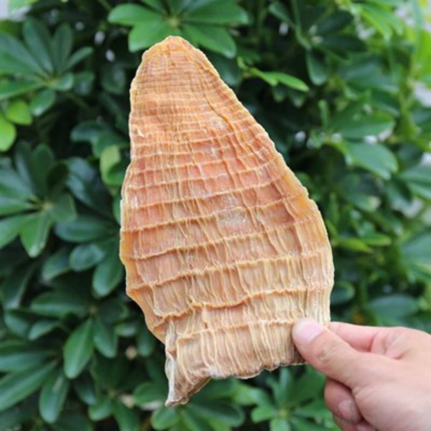 笋干嫩笋尖干货玉兰片笋干农家自制湖南特产冬笋春笋肉无杂质散装