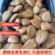 河北张家口特产新鲜南生杏仁大颗粒新货食用坚果原味无添加500g