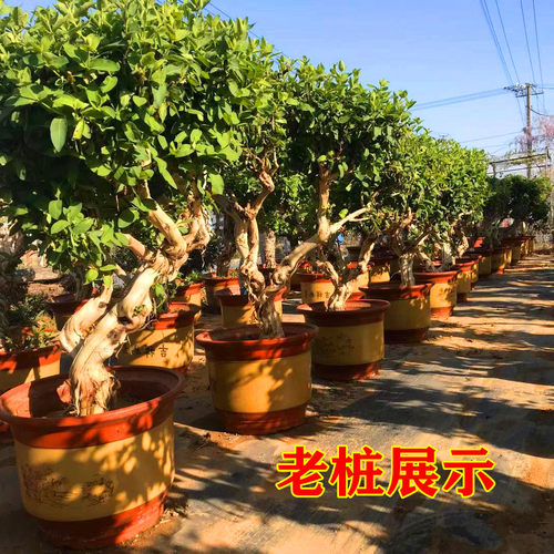 金银花盆景食用带土带叶四季常青