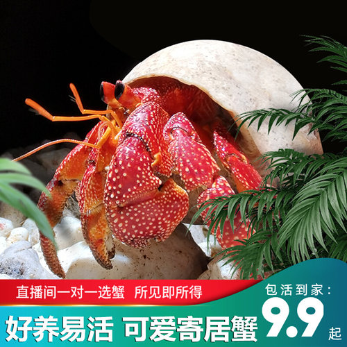 陆生易养草莓灰白寄居蟹淡水观赏蟹活体懒人宠物螃蟹顺丰包邮包活 - 封面