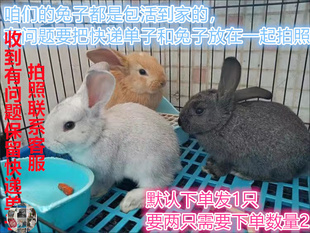 肉兔种活兔子家兔一对成年巨型宠物活物苗大活体食用家养小兔大型
