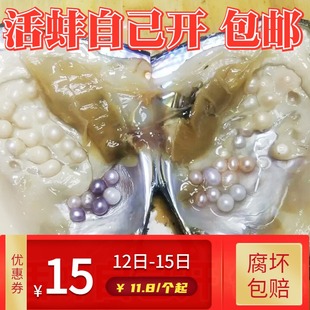 珍珠蚌自己开蚌取珍珠天然淡水活蚌壳河蚌多珠单珠鲜活包邮直播间