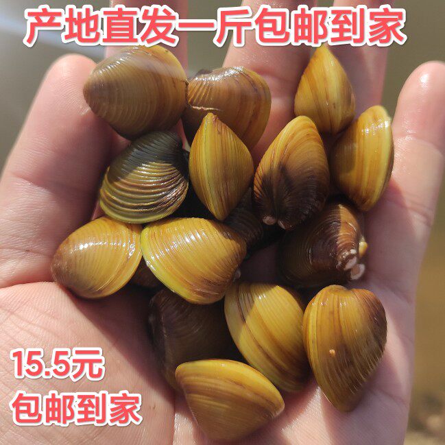 溪蚬黄沙蚬河蚬黄金蚬小河蚌鳑鲏繁殖鱼缸净化水质除藻除绿水贝壳